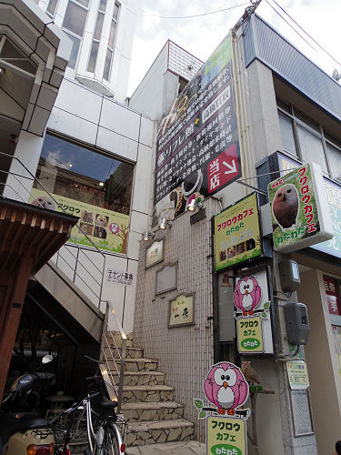 <追記>フクロウカフェわたわた-01 <追記>フクロウカフェわたわた-01