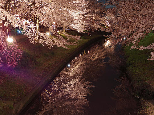 佐保川の夜桜ライトアップ＠奈良市-02