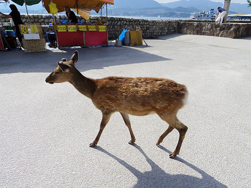 宮島の鹿＠広島県廿日市市-01
