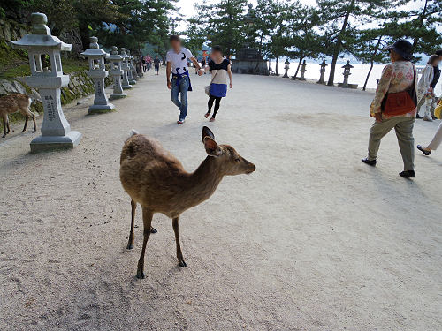 宮島の鹿＠広島県廿日市市-04