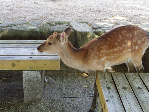 宮島の鹿＠広島県廿日市市-05