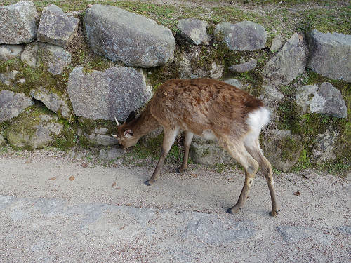 宮島の鹿＠広島県廿日市市-08