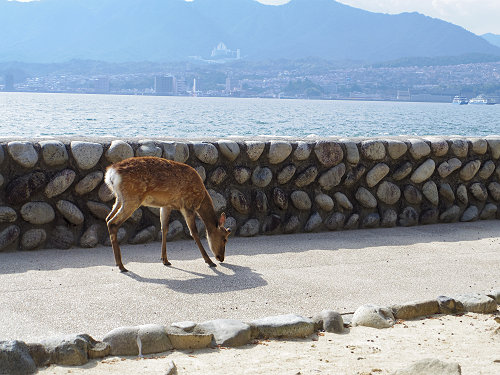 宮島の鹿＠広島県廿日市市-09