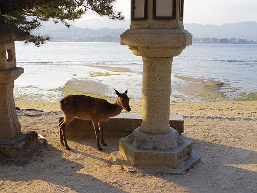 宮島の鹿＠広島県廿日市市-10