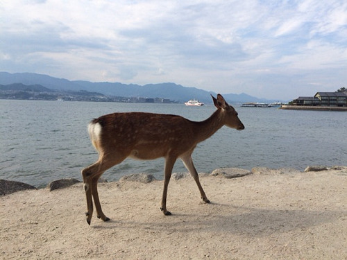 宮島の鹿＠広島県廿日市市-11