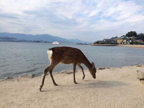 宮島の鹿＠広島県廿日市市-12