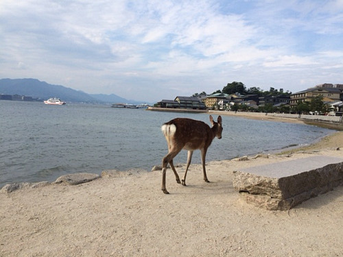 宮島の鹿＠広島県廿日市市-13