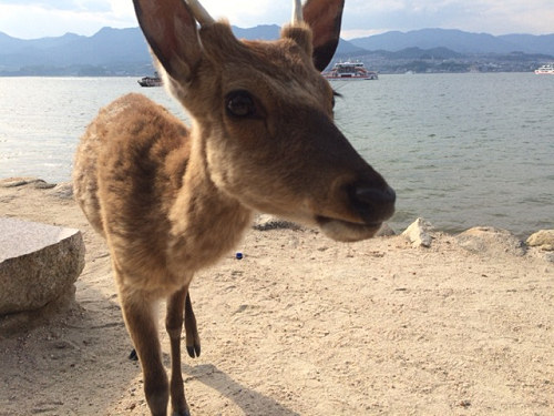 宮島の鹿＠広島県廿日市市-14
