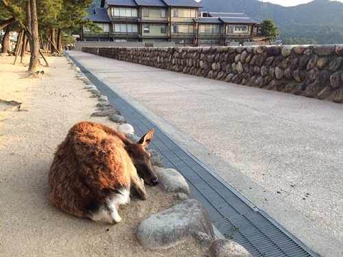 宮島の鹿＠広島県廿日市市-15
