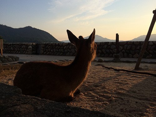 宮島の鹿＠広島県廿日市市-16