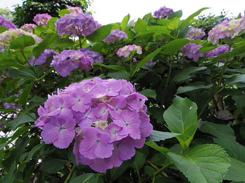 日本武尊白鳥陵＠御所市-09