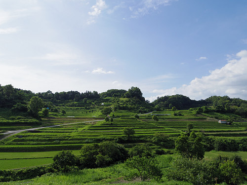 初夏の棚田 ＠明日香村-01
