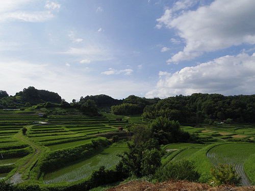 初夏の棚田 ＠明日香村-03