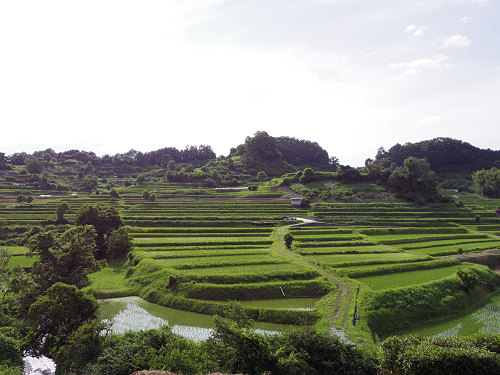 初夏の棚田 ＠明日香村-04