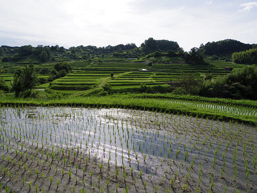 初夏の棚田 ＠明日香村-05