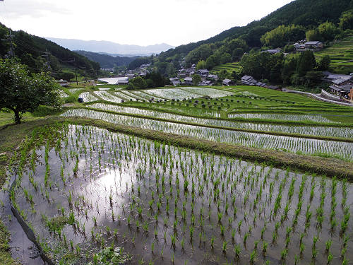 初夏の棚田 ＠明日香村-07