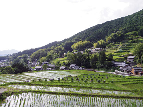 初夏の棚田 ＠明日香村-08
