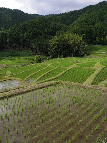 初夏の棚田 ＠明日香村-10