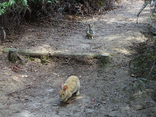 『うさぎ島』（大久野島）の遊び方＠広島県-18