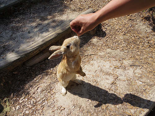 『うさぎ島』（大久野島）の遊び方＠広島県-20