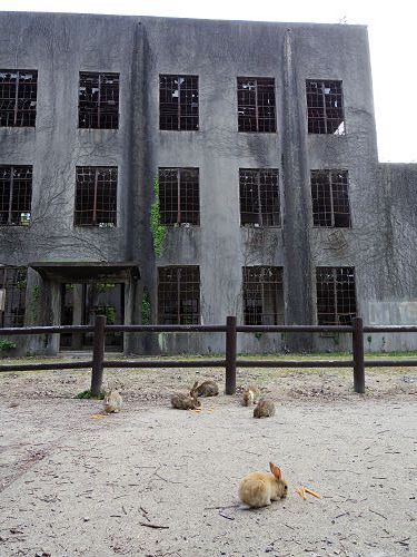 『うさぎ島』（大久野島）の遊び方＠広島県-33