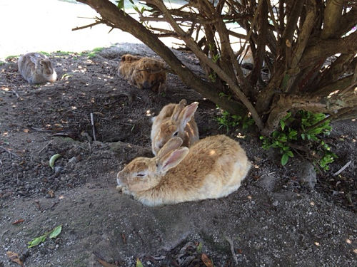 うさぎ島のウサギ写真＠大久野島-02