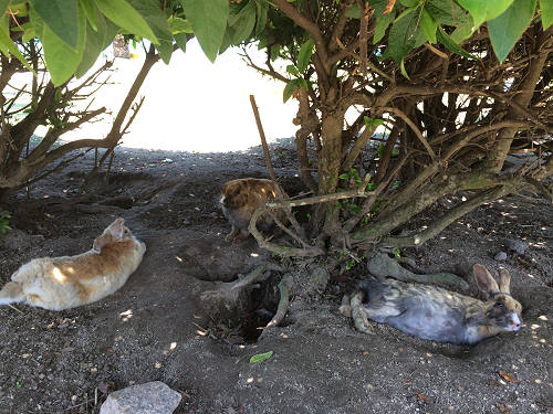 うさぎ島のウサギ写真＠大久野島-03