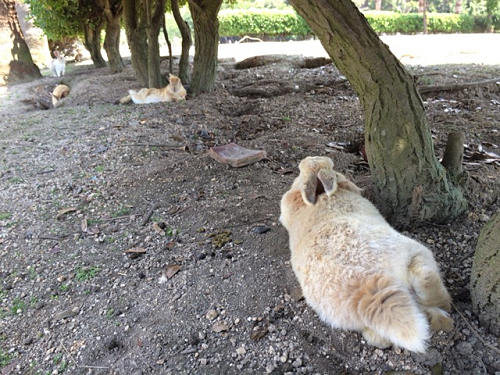 うさぎ島のウサギ写真＠大久野島-05