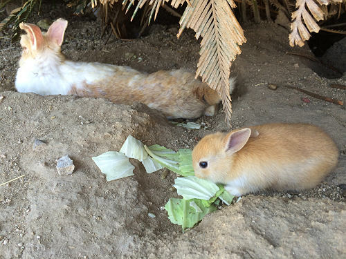 うさぎ島のウサギ写真＠大久野島-06