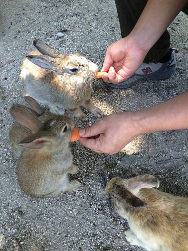 うさぎ島のウサギ写真＠大久野島-09