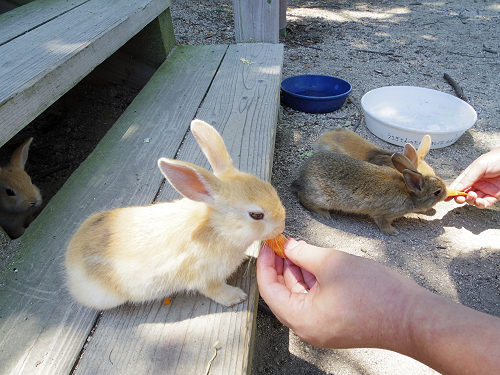 うさぎ島のウサギ写真＠大久野島-10