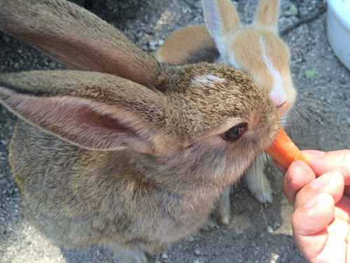 うさぎ島のウサギ写真＠大久野島-11
