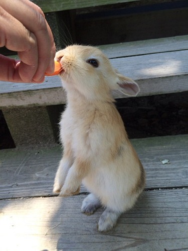 うさぎ島のウサギ写真＠大久野島-12