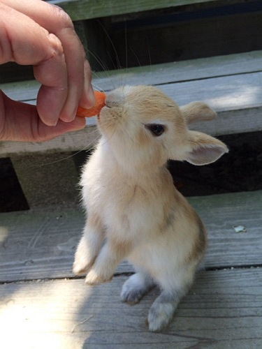 うさぎ島のウサギ写真＠大久野島-14