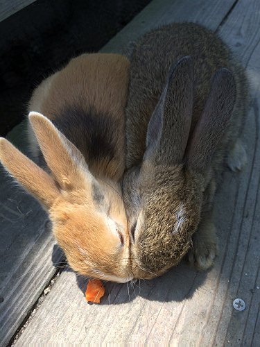 うさぎ島のウサギ写真＠大久野島-15