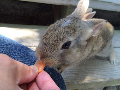 うさぎ島のウサギ写真＠大久野島-16