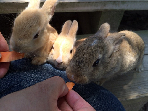 大久野島（うさぎ島）で撮影したウサギ写真など＠広島県