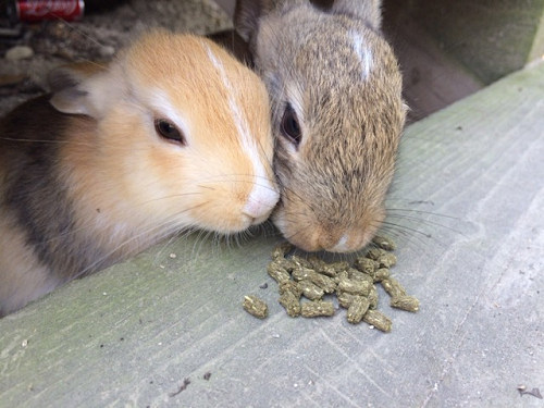 うさぎ島のウサギ写真＠大久野島-18