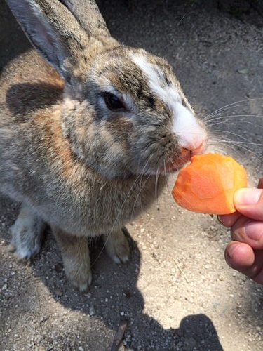 うさぎ島のウサギ写真＠大久野島-19