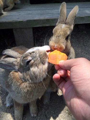 うさぎ島のウサギ写真＠大久野島-20
