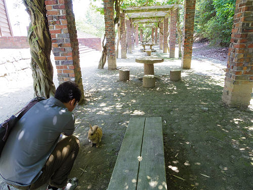うさぎ島のウサギ写真＠大久野島-21