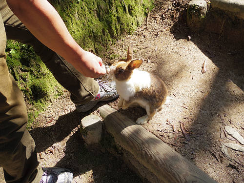 うさぎ島のウサギ写真＠大久野島-22