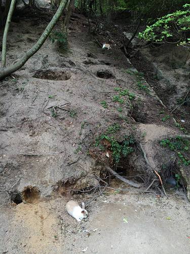 うさぎ島のウサギ写真＠大久野島-25