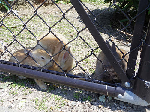 うさぎ島のウサギ写真＠大久野島-26