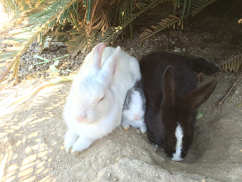 うさぎ島のウサギ写真＠大久野島-27