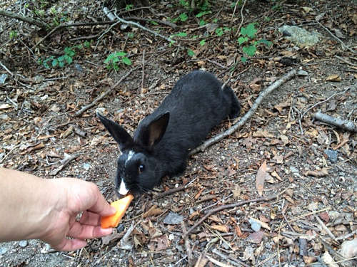 うさぎ島のウサギ写真＠大久野島-28