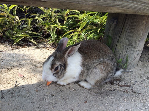 うさぎ島のウサギ写真＠大久野島-29