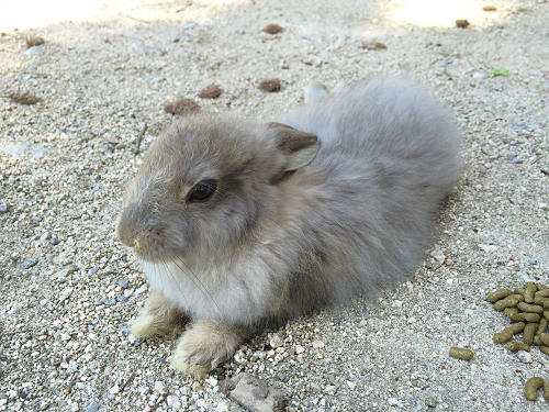 うさぎ島のウサギ写真＠大久野島-30