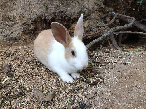 うさぎ島のウサギ写真＠大久野島-31