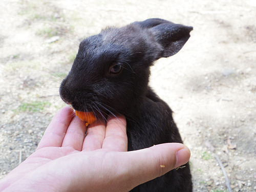うさぎ島のウサギ写真＠大久野島-32